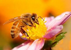 Областная научно-практическая конференция пчеловодов пройдет в Томске 15 марта 